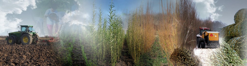 Asociatia Cultivatorilor de Salcie Energetica - Rebina